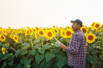 Wall Mural - Farmer standing in the sunflower field, looking at sunflower seeds. Harvesting, organic farming concept