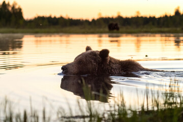 Wall Mural - brown bear swimming after sunset