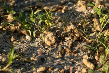 The ground at the bird island of Bliek is covered in bird faeces due to the sheer volume of birds that congregate there. Its a popular breeding ground for a variety of European birds. 