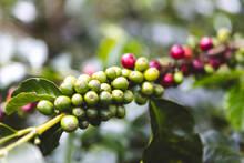 Branches of coffee tree with fruits