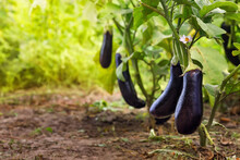 Ripe Purple Eggplants Growing On The Bush