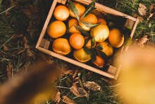 Fresh Tropical Fruits In Wooden Crate In Autumn Orchard
