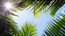 Tropical Palm Leaf And Sunlight Background