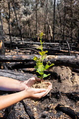 hands of a young man with an oak sapling in a burnt forest