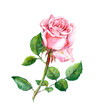 One pink rose with buds and leaves. Watercolor art