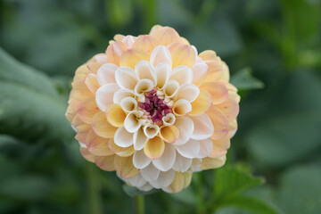 Wall Mural - multi colored dahlia blossom in peach color tones.
