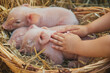 Baby petting cute newborn piglets in a basket
