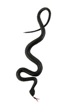Cutout Of An Isolated Halloween Plastic Black Snake Toy. Top View  With The Transparent Png Background	