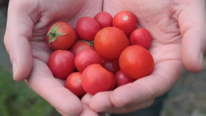 Wall Mural - Farmers hands with freshly harvested tomato cherry. Organic healthy food. Man hands holding tomatoes. Close up. 4k video