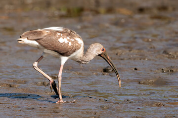 Wall Mural - Juvenile American white ibis (Eudocimus albus) walking and looking for food in the sand of Tortuguero's river, Tortuguero national park, Costa Rica