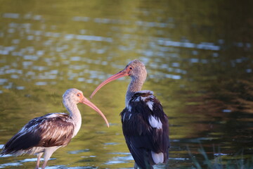 Poster - American White Ibis