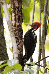 Wall Mural - Pale-billed woodpecker (Campephilus guatemalensis) perching on and picking a tree in Corcovado national park, Osa peninsula, Costa Rica