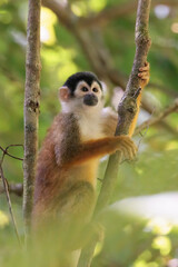 Wall Mural - Central American Squirrel monkey (Saimiri oerstedii) perching on a branch in the rainforest, Corcovado national park Costa Rica