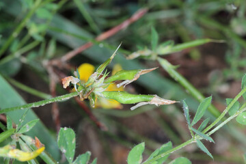 Wall Mural - Swollen vetch (Vicia) pods by feeding inside larvae of Gall-midges (Cecidomyiidae, Diptera).