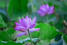 Two Purple Lotus Flowers