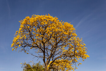 Detalhe de um ipê amarelo florido com céu azul ao fundo.