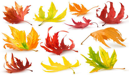 Wall Mural - Isolated autumn leaves collection. Red, yellow, orange maple and plane tree fallen leaves on the ground with shadow isolated on white background