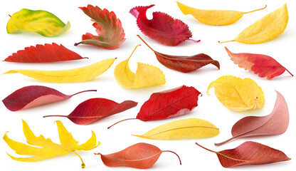 Wall Mural - Isolated fallen autumn leaves. Collection of red and yellow leaves of trees and shrubs lying on the ground isolated on white background