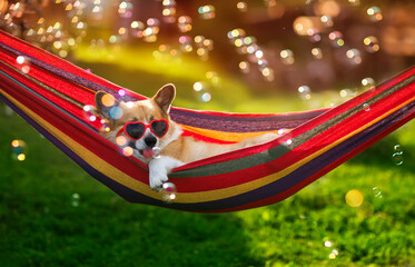  cute corgi dog puppy lies in a hammock in a sunny summer garden on a hot day surrounded by soap bubbles