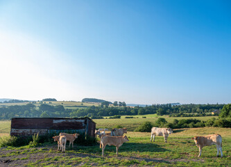 Canvas Print - cows graze in green grassy summer landscape near Han sur Lesse and Rochefort in belgian ardennes area