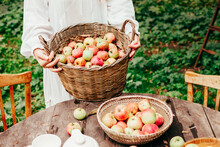 Young Woman Plus Size Model In White Dress With Basket Full Of Apples, Concept Of Harvest And Autumn On Veranda Of Country House, Sustainable Eco Friendly Lifestyle, Organic Harvesting In Garden