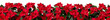 Red poinsettia flowers border isolated transparent png. Flor de Pascua horizontal seamless pattern. Christmas Eve plants hedge.