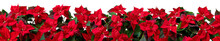 Red Poinsettia Flowers Border Isolated Transparent Png. Flor De Pascua Horizontal Seamless Pattern. Christmas Eve Plants Hedge.