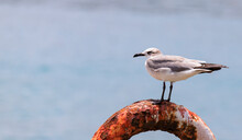 Seagull Sitting On A Buoy
