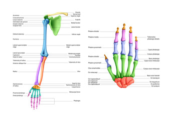 diagram of the structure of the bones of a human hand on a white background. vector 3d illustration