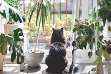 Black Cat From Behind Sitting Among Houseplants Looking Out The Window