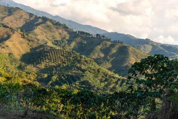 Wall Mural - bush fence with mountains landscape in the background. Colombia.