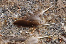 Feathers Of A Canada Goose On The Ground At A Lake Shore
