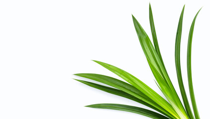 Wall Mural - Fresh pandan leaves on white background.