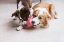Two Dogs Playing With Dog Toy