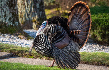 Poster - wild turkey