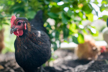 Close Up Shot Of A Black Australorp Chicken