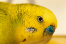 Close Up Of Male Budgie Bird Eye And Beak With Blue Cere