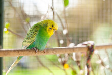 Single Pet Budgie Bird Perched On Stick In Aviary
