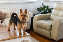 Terrier Dog Standing On Coffee Table
