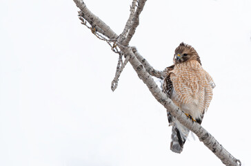 Poster - bird on a branch