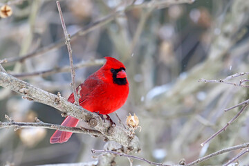 male northern cardinal (cardinalis cardinalis) in winter