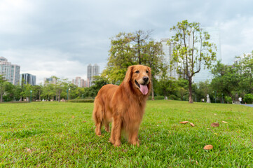 Poster - The golden retriever stands on the grass in the park