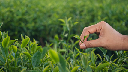 Woman hand plucking green tea tree picking bud young tender camellia sinensis leaves organic farm. Hand holding harvest plucking black green tea herbal agriculture. Woman work Black Tea farm harvest