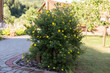 A flowering shrubby cinquefoil (Dasiphora fruticosa (syn. Potentilla fruticosa)) in the garden, an example of use in landscaping. Dasiphora fruticosa (syn. Potentilla fruticosa) or Shrubby Cinquefoil.