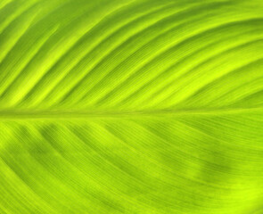 Wall Mural - Close-up green leaf texture. Horizontal or vertical background with tropical leaf
