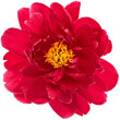 Peony bloom PNG flower head transparent background