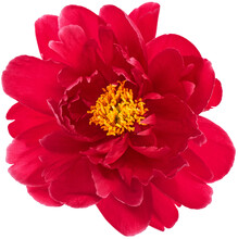 Peony Bloom PNG Flower Head Transparent Background