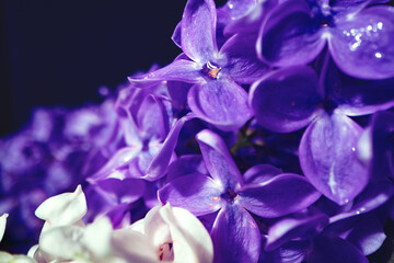 Sticker - Macro image of spring lilac violet flowers