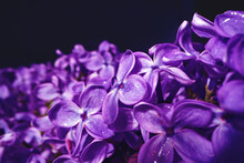 Macro Image Of Spring Lilac Violet Flowers