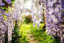 Macro View Close-up Of Wisteria Plant Flowers In Early Spring Seen In Garden With Welcoming Path To The Garden Of A House - Beautiful Flowering Plants In The Legume Family